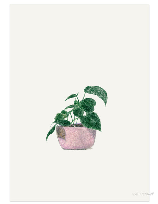 Postcard - Philodendron Cordatum